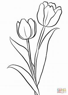 Tulip Coloring Pages by Two Tulips Coloring Page Free Printable Coloring Pages Tulip Coloring Pages