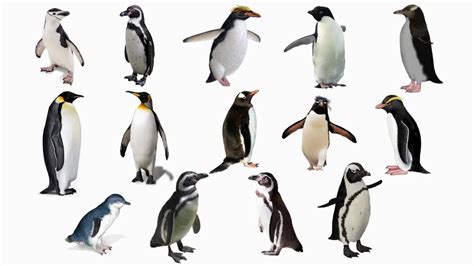 如何快去分辨企鹅的种类_腾讯视频