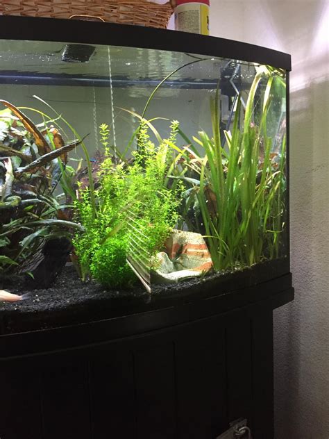 Our planted 45 gallon tank from years ago, I wish we still had it. : r ...