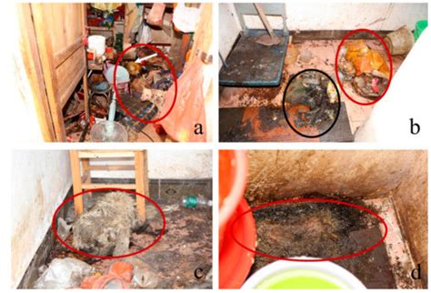 The Postmortem Interval of Two Decedents and Two Dog Carcasses at the ...