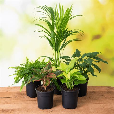 Buy Rose Plants online from Nurserylive at lowest price.