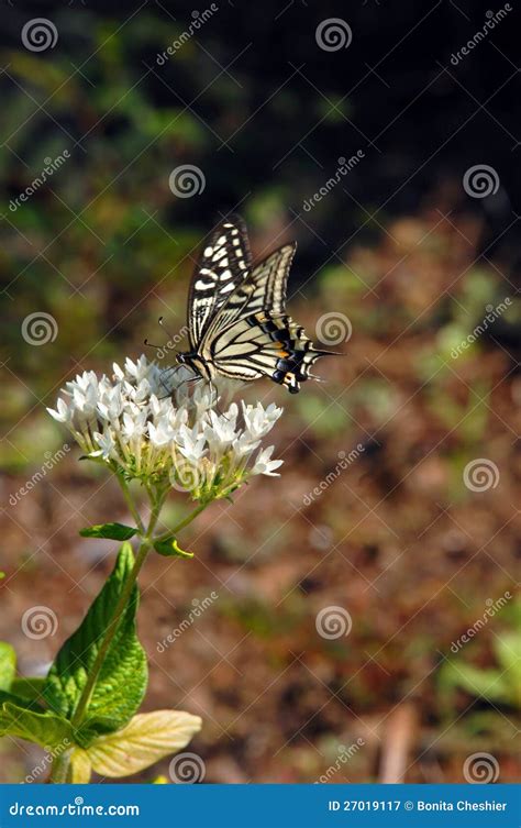 Blooming White Flower Attracts Butterfly Stock Image - Image of hawaii ...