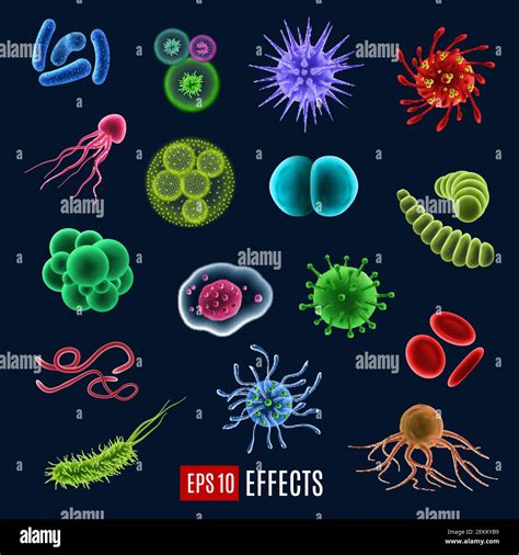 What Are Some Types Of Bacteria With Pictures Reproduction In Bacteria