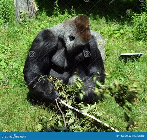 Gorillas are Ground-dwelling, Predominantly Herbivorous Stock Image ...