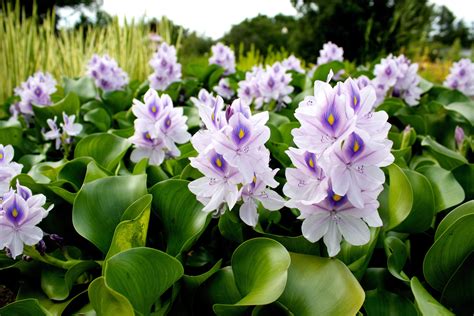 Common Water Hyacinths (Eichhornia crassipes) Montréal Botanical Garden ...