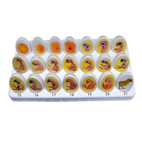 Buy LXX Chick Embryo Growth Model - Medical Anatomical Chick Embry ...