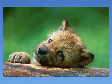 Dancing Wolves 的图像结果