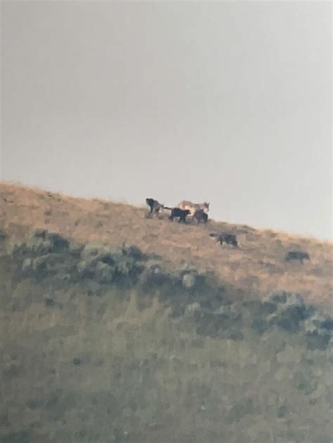 Image result for Wolves in Yellowstone Hunting