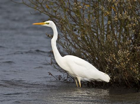 Martin's Sussex Birding Blog: Great White Egret