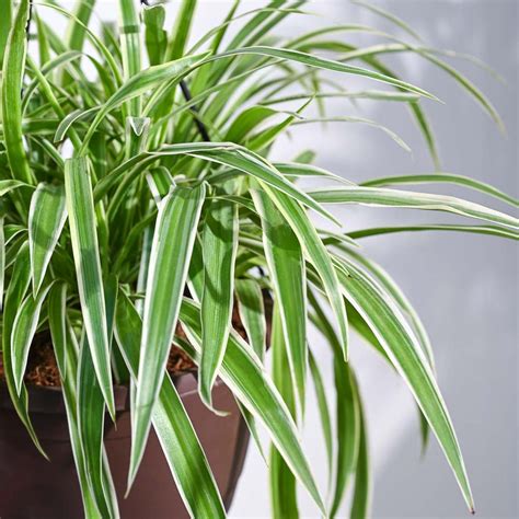 Grow Beauty with Spider Plants| Shop Chlorophytum for Vibrant Spaces ...
