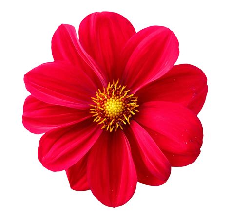 Dahlia Flower PNG Image - PurePNG | Free transparent CC0 PNG Image Library