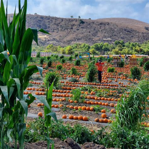 Experience Tanaka Farms in Irvine | Destination Irvine