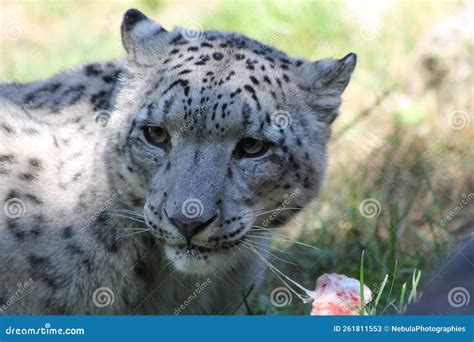 Snow Leopard Green Eyes