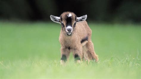 Miniature Pygmy Goats Wallpapers