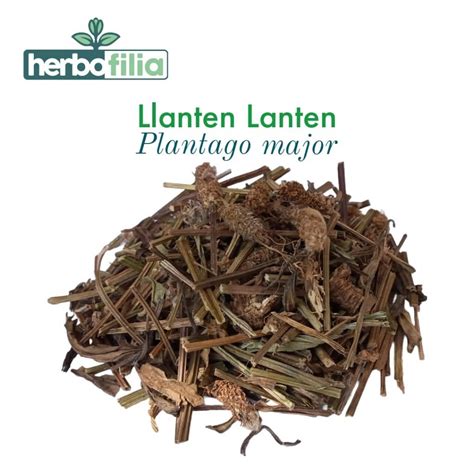 Llantén Lanten – Plantago major 500grs Deshidratado | Herbofilia
