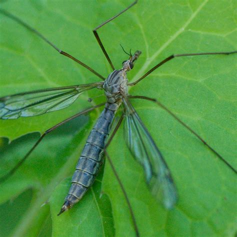 What's Up With All the Crane Flies? | University of Arizona News