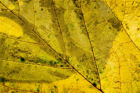 Image result for Leaf Texture High Resolution