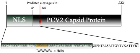 Mitochondrial Localization Signal of Porcine Circovirus Type 2 Capsid ...