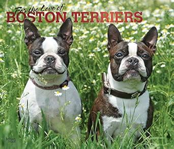For the Love of Boston Terriers 2021 Calendar: Foil Stamped Cover ...