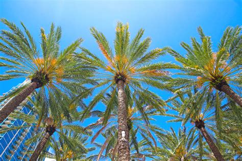 Mastering Palm Tree Care in Florida: Expert Tips for Healthy Palms