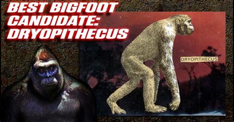 Image result for Dryopithecus