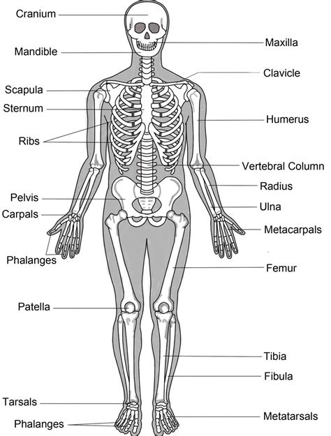 The Human Skeletal System | Skeletal and muscular system, Human body ...