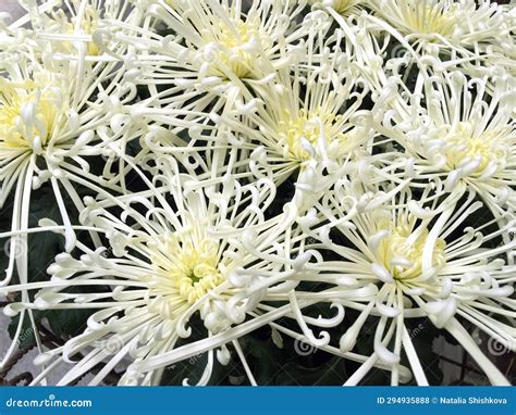 White Spider Chrysanthemums Close Up. Stock Photo - Image of flowers ...