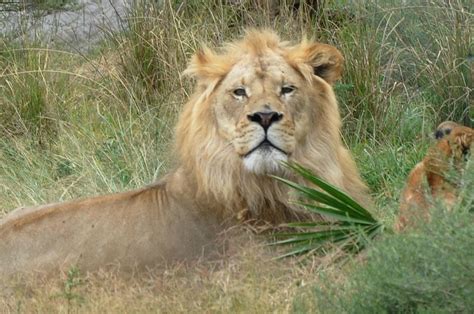 Vertebrates Mammals Lion