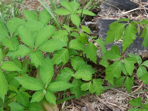 Virginia creeper and poison ivy | Identify that Plant
