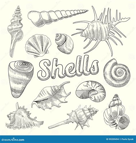 Image result for Pretty Shell Drawing
