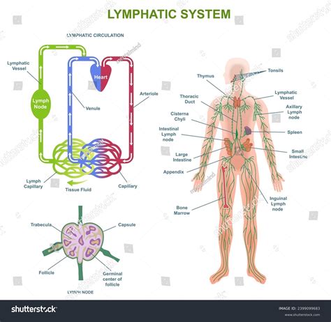 Image result for Crash Course Lymph System