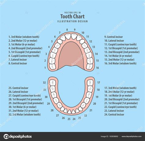 Dental Teeth Chart With Numbers at Georgia Lucas blog