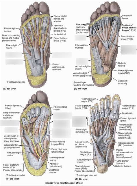 Foot Diagram 的图像结果