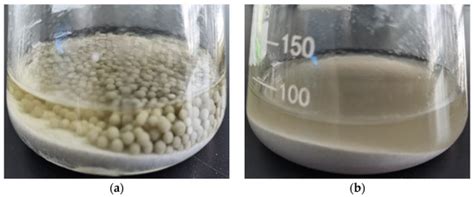Rare Earth Extraction from Phosphogypsum by Aspergillus niger Culture Broth