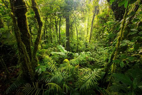 Image result for Forest O2 Vector