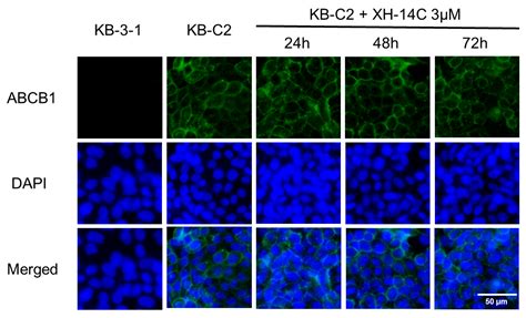 The Multidrug Resistance-Reversing Activity of a Novel Antimicrobial ...