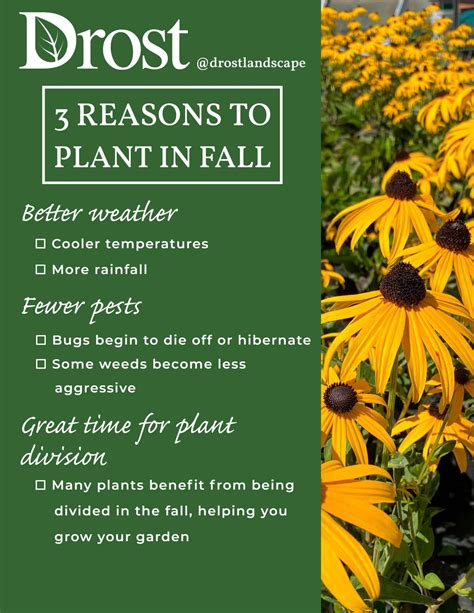 What To Plant During Fall Fall Foliage In New York City: Why Trees