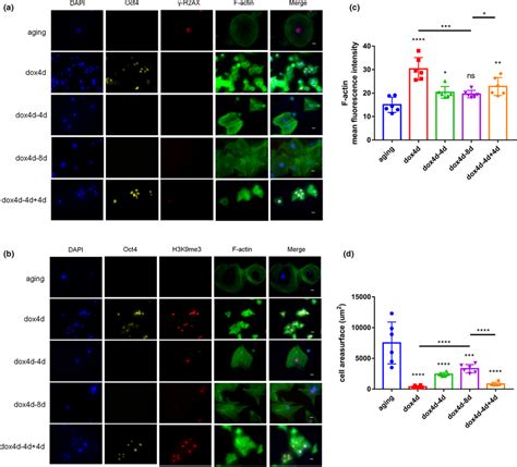 Image result for Partial Reprogramming