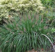Image result for Pennisetum Alopecuroides Moudry