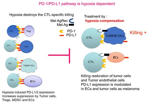 Hypoxia-Mediated Decrease of Ovarian Cancer Cells Reaction to Treatment ...