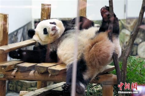 旅日大熊猫“永明”携双胞胎女儿启程回国