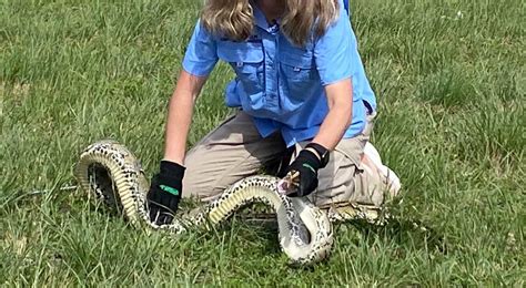 Florida Python Roundup 的图像结果