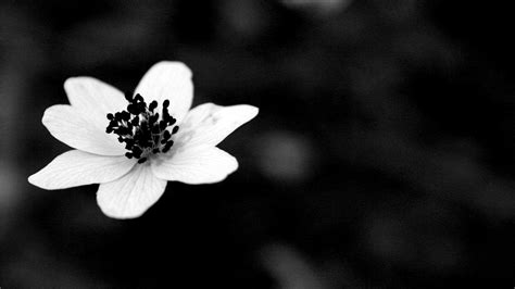 Black and White Flower Wallpapers - Top Free Black and White Flower ...