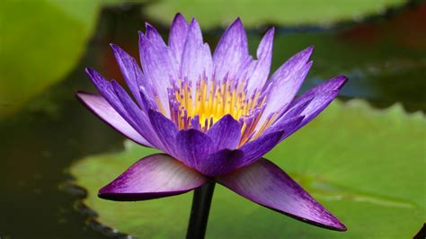 Black and Purple Nature 的图像结果