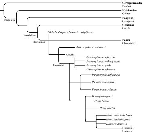 Figure 10.4 : Family Tree of Primates.