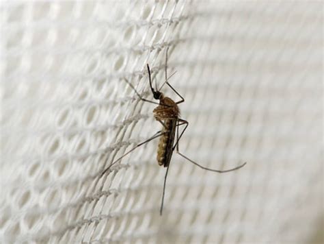 Malaria Cases: US reports first malaria spread in 20 years; Key points ...