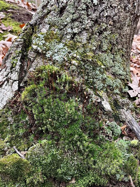 Mosses and Lichens at the base of an oak tree, spotted in Plymouth, MA ...