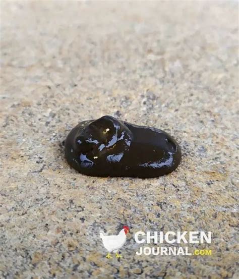 Image result for Normal Chicken Poop vs Sick
