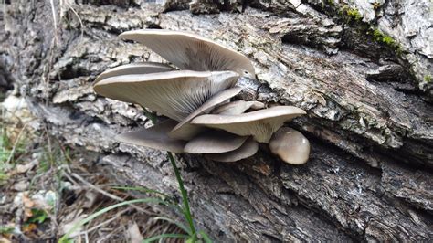 What Is Pleurotus Ostreatus at Mason Weatherly blog