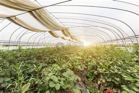 现代化草莓温室种植园高清图片下载-正版图片501304136-摄图网